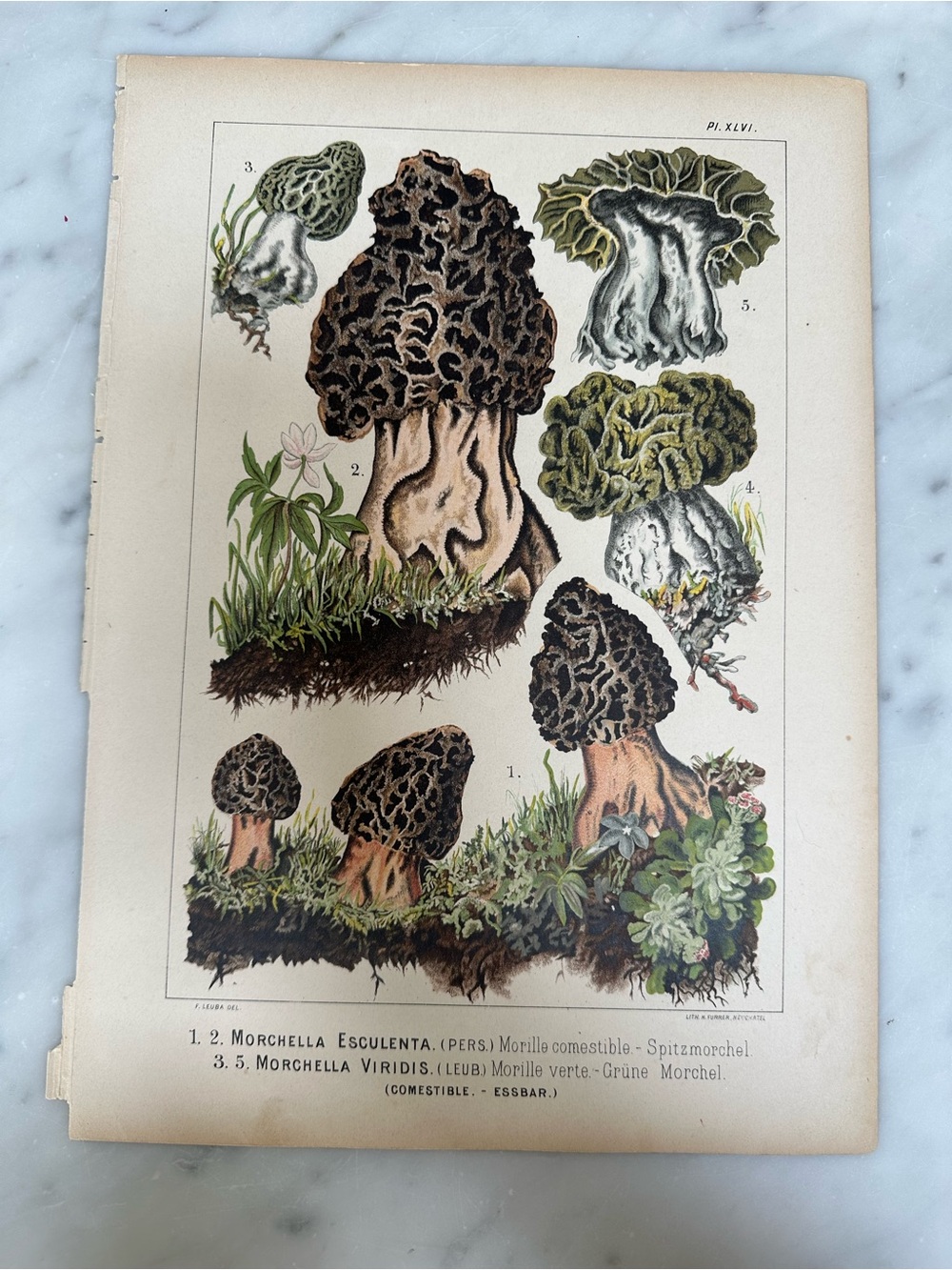 1890 Fritz Leuba Mushroom Natural History Chromolithograph Plate